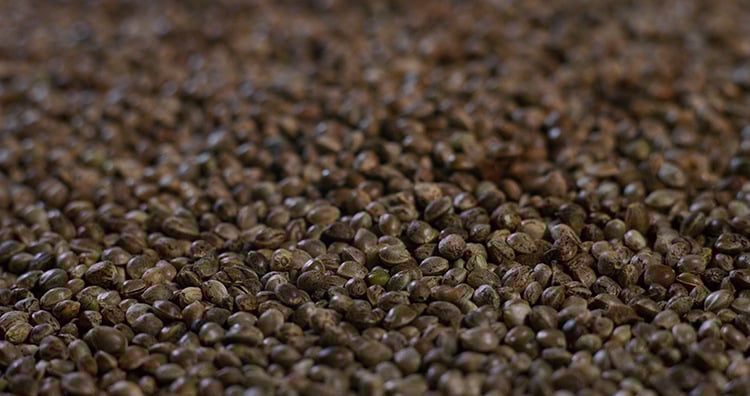 macro-close-up-of-heap-of-hemp-seeds-of-biological-and-ecological-hemp-pla-SBI-351220615